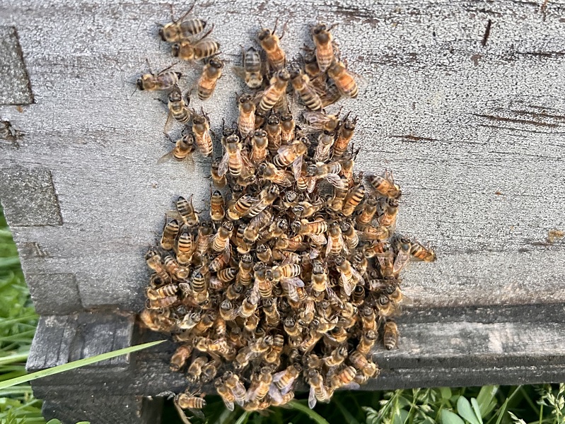 a swarm of bees 