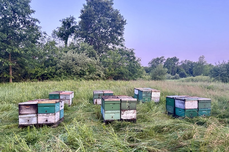 bee boxes in a field