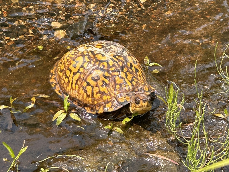 Turtle walking through the water
