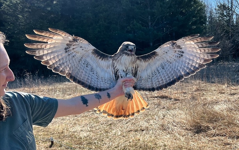 Hawk spreading its wings